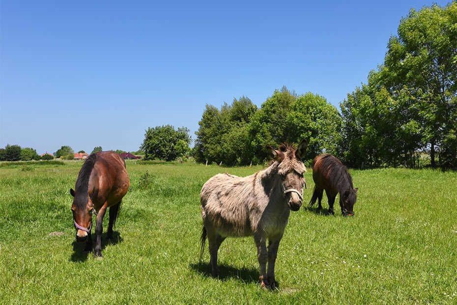 Ferienwohnungen Janssen-Graalfs Schillig Kültér fotó